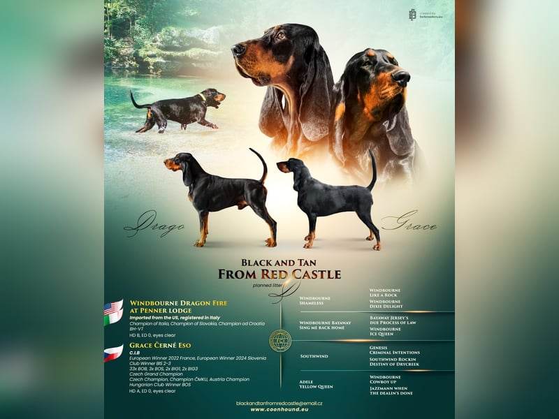 Black and Tan Coonhound Welpen