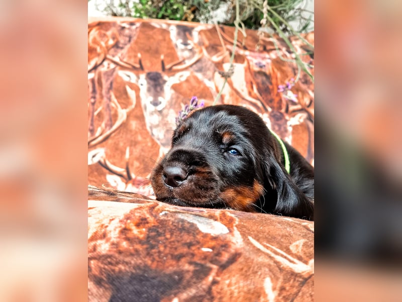 Black and Tan Coonhound Welpen