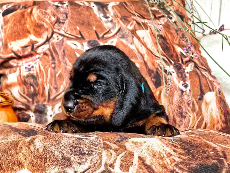 Black and Tan Coonhound Welpen