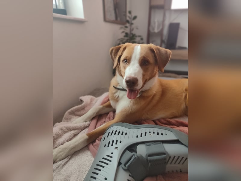 Appenzeller Sennenhund