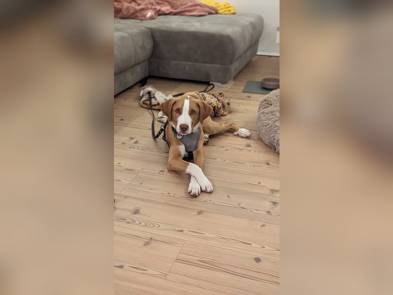 Appenzeller Sennenhund