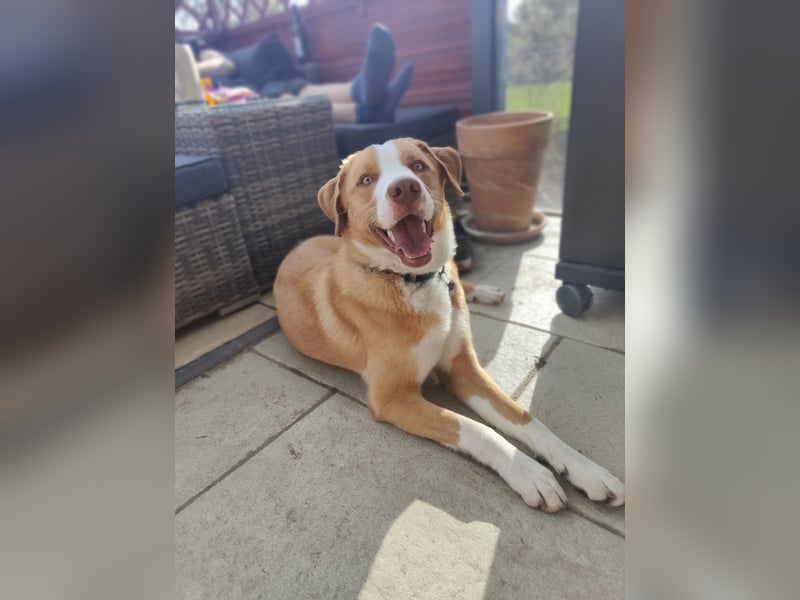 Appenzeller Sennenhund