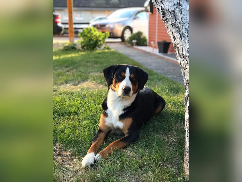 Erfahrener Appenzeller Deckrüde (reinrassig)