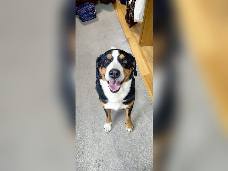 Erfahrener Appenzeller Deckrüde (reinrassig)