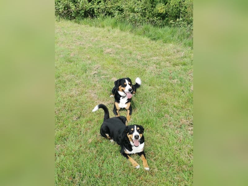 Erfahrener Appenzeller Deckrüde (reinrassig)