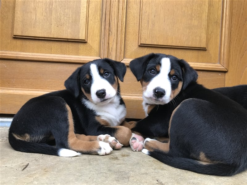 reinrassige Appenzeller Sennenhund welpen, Hündin oder Rüde, gechipt, geimpft, mehrfach entwurmt