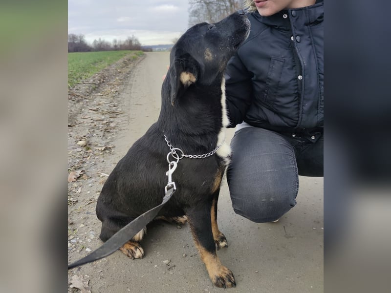 Essi eine Seelenhündin