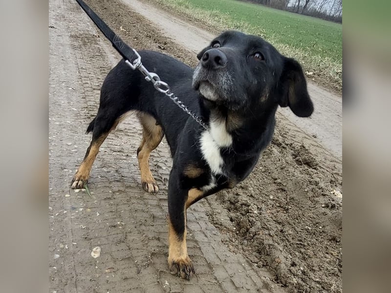 Essi eine Seelenhündin