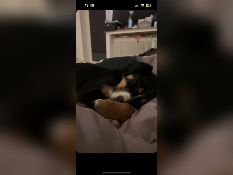 Suße Maus zu verkaufen