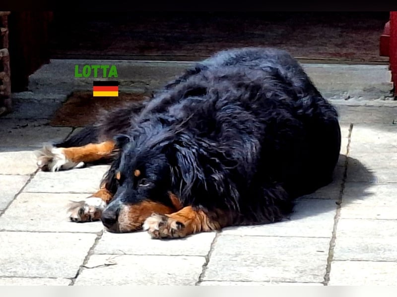 !!!NOTFALL!!!Lotta,geb.06/21,hübsche Appenzeller Dame sucht ein neues zu Hause