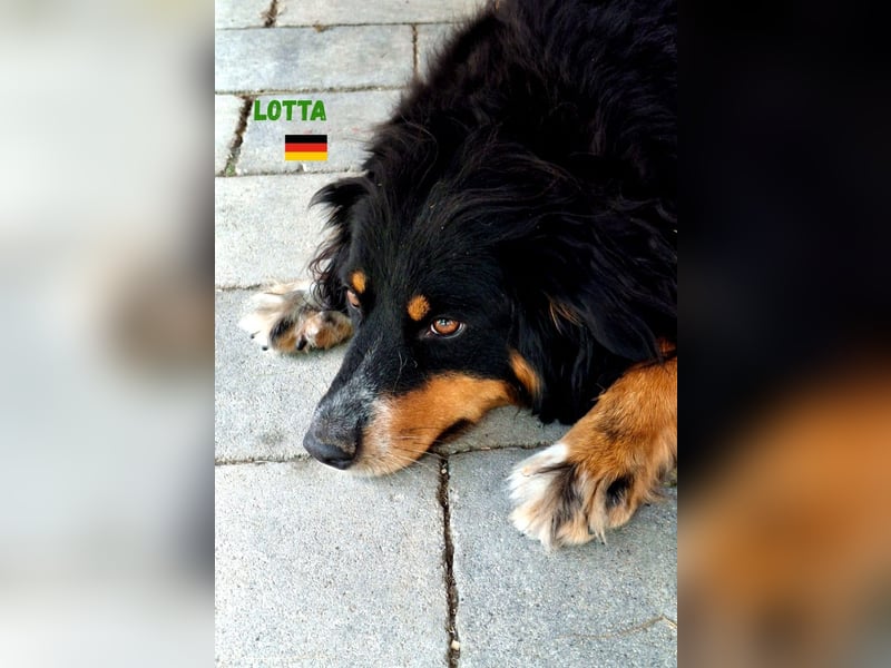 !!!NOTFALL!!!Lotta,geb.06/21,hübsche Appenzeller Dame sucht ein neues zu Hause
