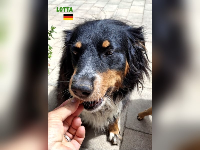 !!!NOTFALL!!!Lotta,geb.06/21,hübsche Appenzeller Dame sucht ein neues zu Hause