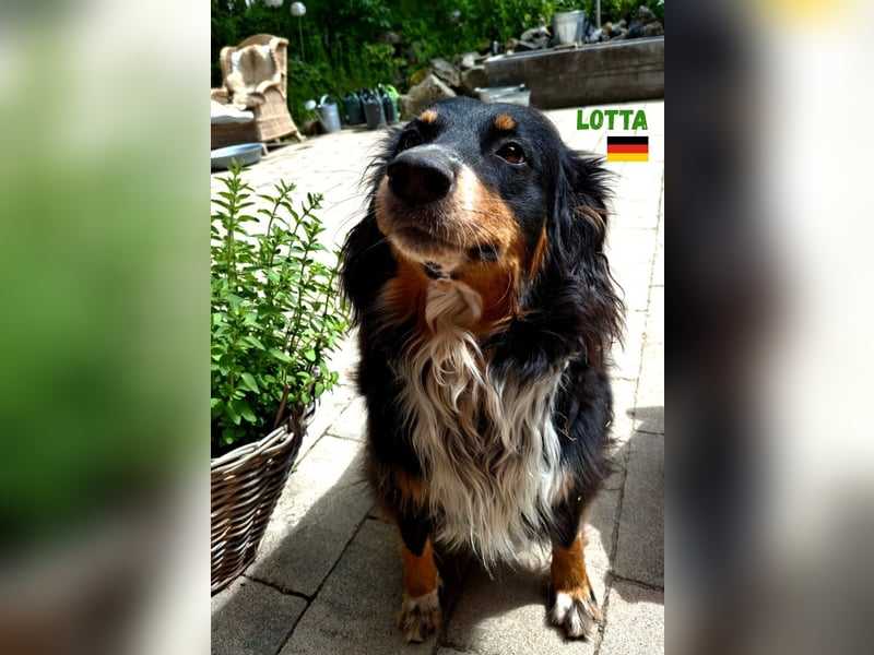 !!!NOTFALL!!!Lotta,geb.06/21,hübsche Appenzeller Dame sucht ein neues zu Hause