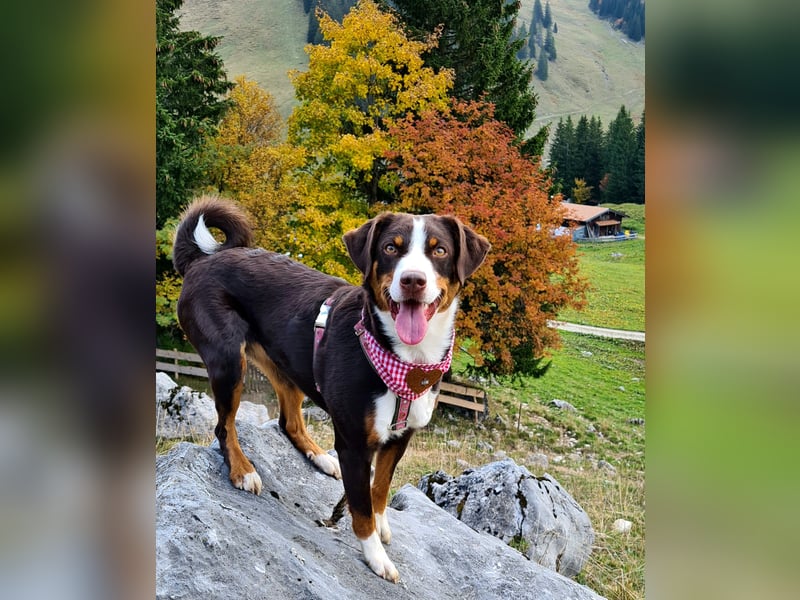 Appenzeller Welpen havannabraun