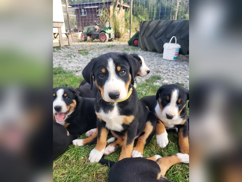 Appenzeller Sennenhund Welpen