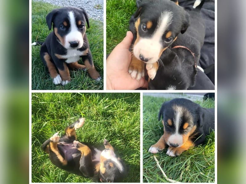 Appenzeller Sennenhund Welpen