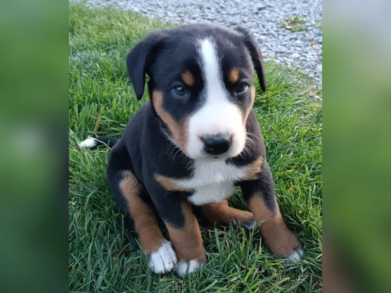 Appenzeller Sennenhund Welpen