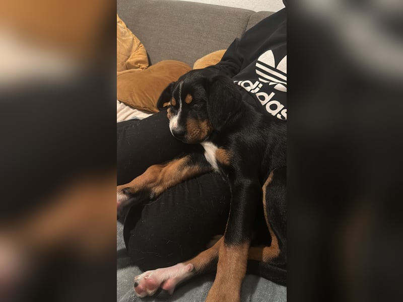 Appenzeller mischlings Hündin 7 Monate