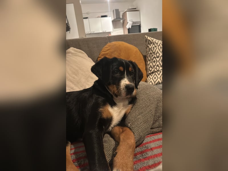 Appenzeller mischlings Hündin 7 Monate