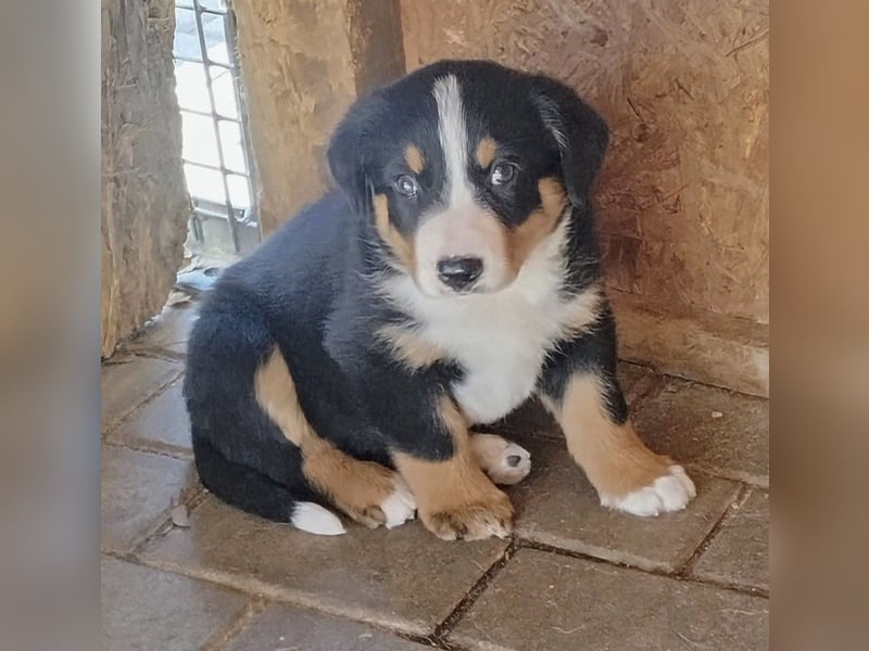 Appenzeller Sennenhunde Welpen , reinrassig  geb. 13.3.2025