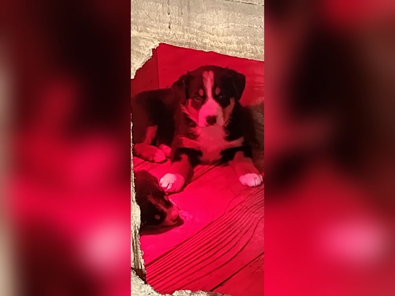 Appenzeller Sennenhunde Welpen , reinrassig  geb. 13.3.2025