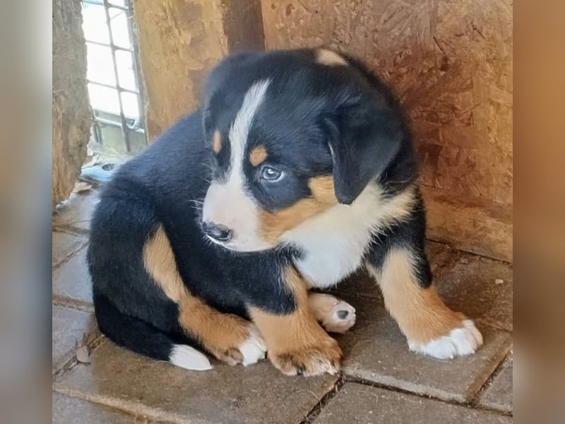 Appenzeller Sennenhunde Welpen , reinrassig  geb. 13.3.2025