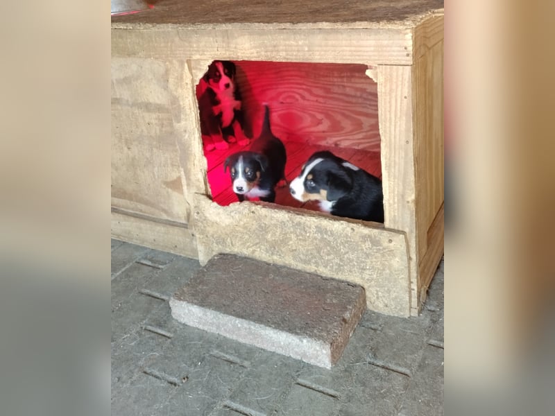 Appenzeller Sennenhunde Welpen , reinrassig  geb. 13.3.2025