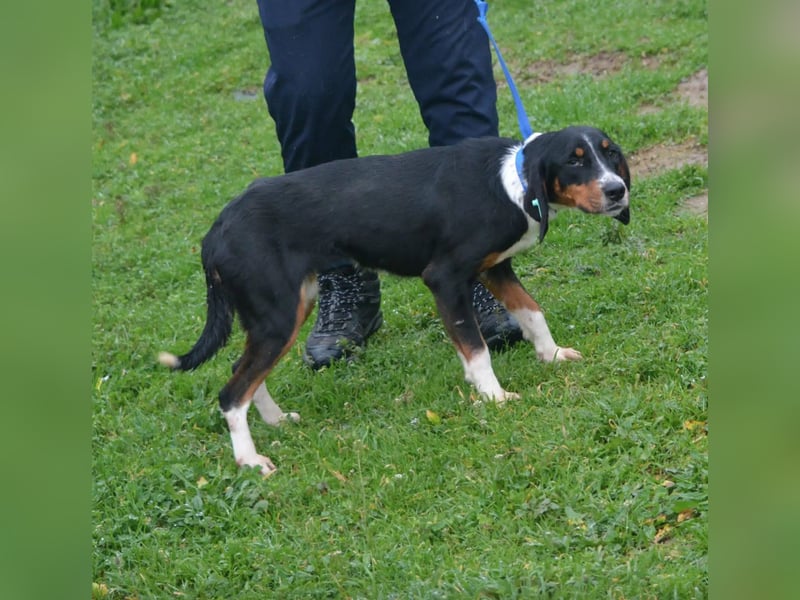 Liebe Mischlingshündin „Rosalie“, ca. 2022/2023 geb., gut verträglich