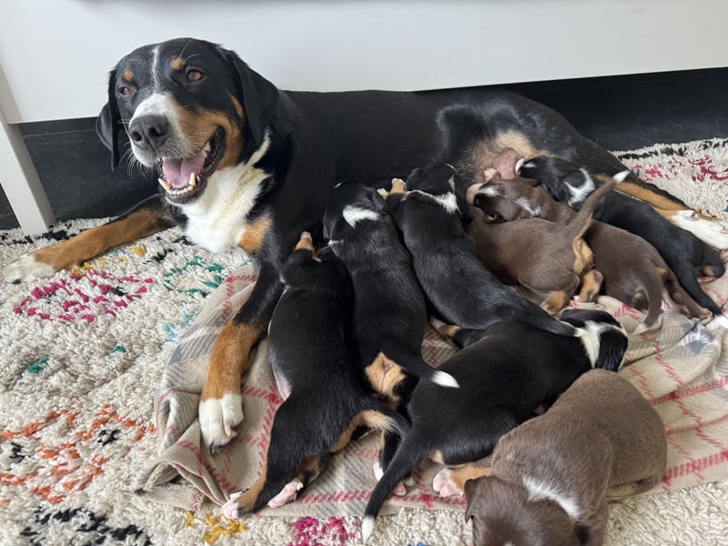 Appenzeller Sennenhund Welpen in traditionell tricolor