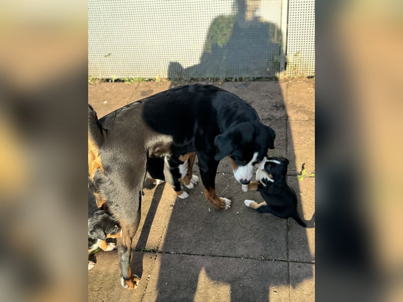 Appenzeller Sennenhund Welpen in traditionell tricolor