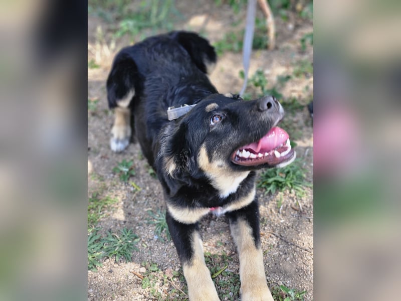 Tina: bezauberndes Welpenmädchen