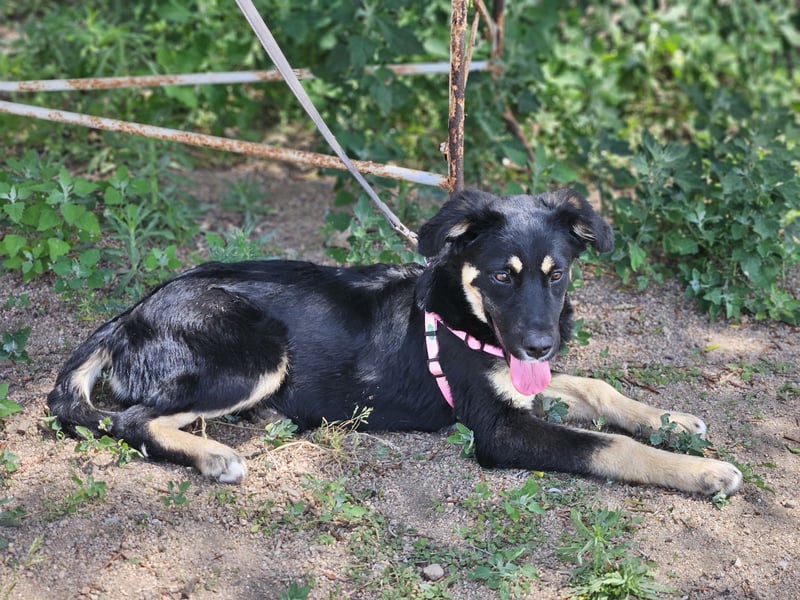 Tina: bezauberndes Welpenmädchen
