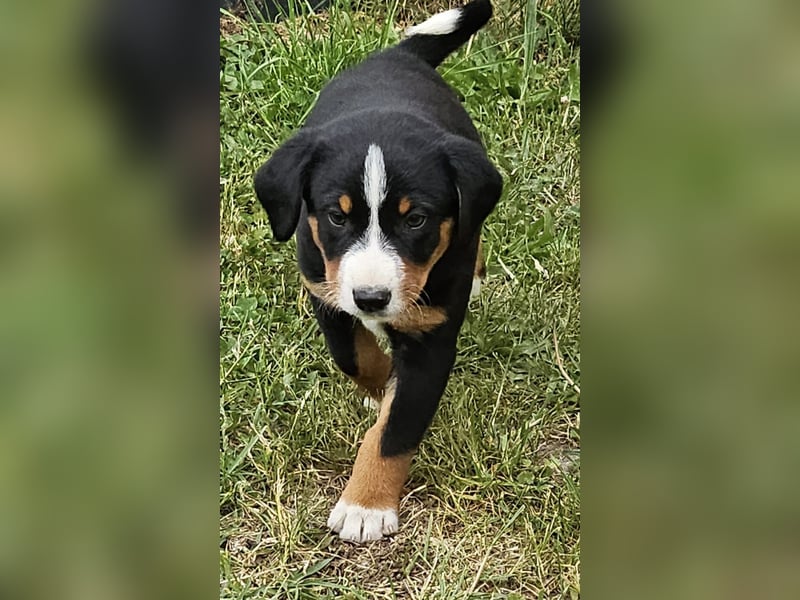 Appenzeller Sennenhunde, Welpen, Tri-Color Schwarz und Havanna Braun, 1 Hündin, ab Ende Mai
