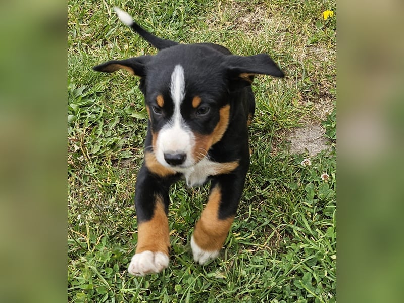 Appenzeller Sennenhunde, Welpen, Tri-Color Schwarz und Havanna Braun, 1 Hündin, ab Ende Mai