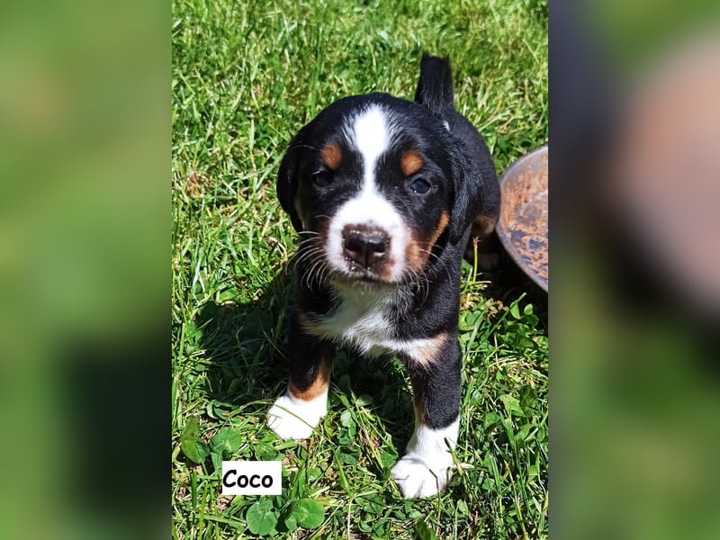 Appenzeller Sennenhund Welpen