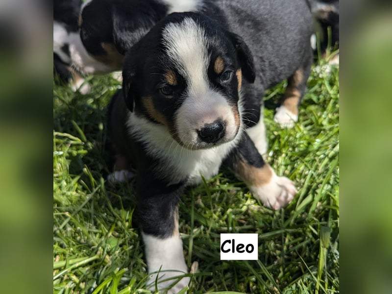 Appenzeller Sennenhund Welpen