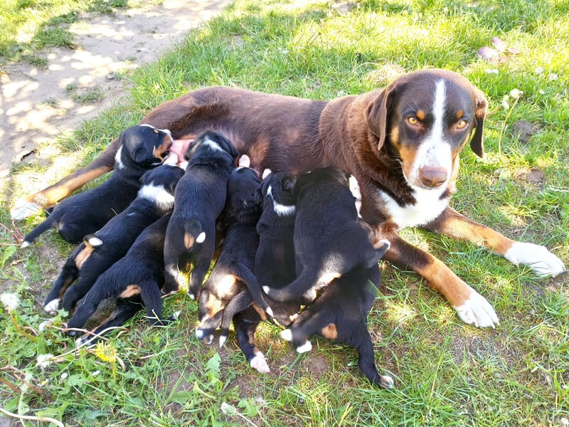 Appenzeller Sennenhund Welpen