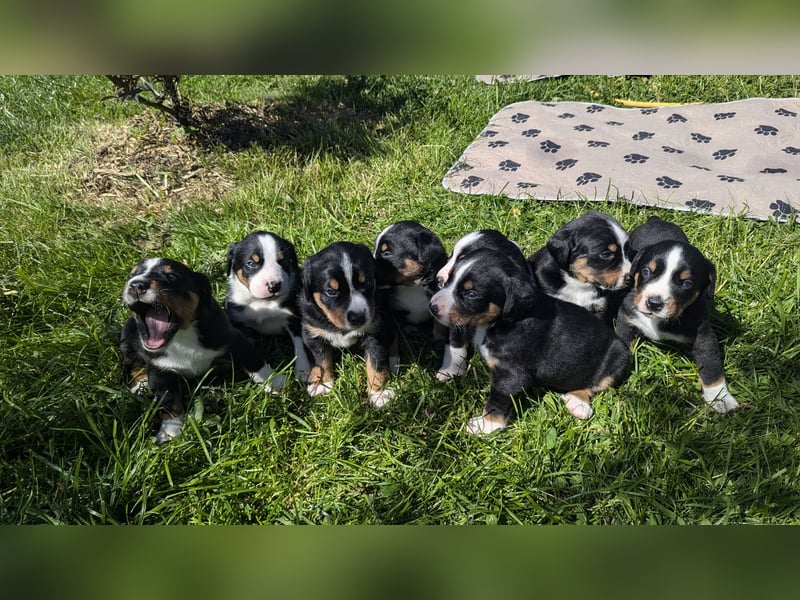 Appenzeller Sennenhund Welpen
