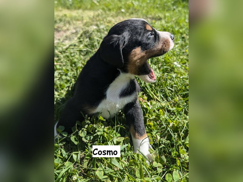 Appenzeller Sennenhund Welpen