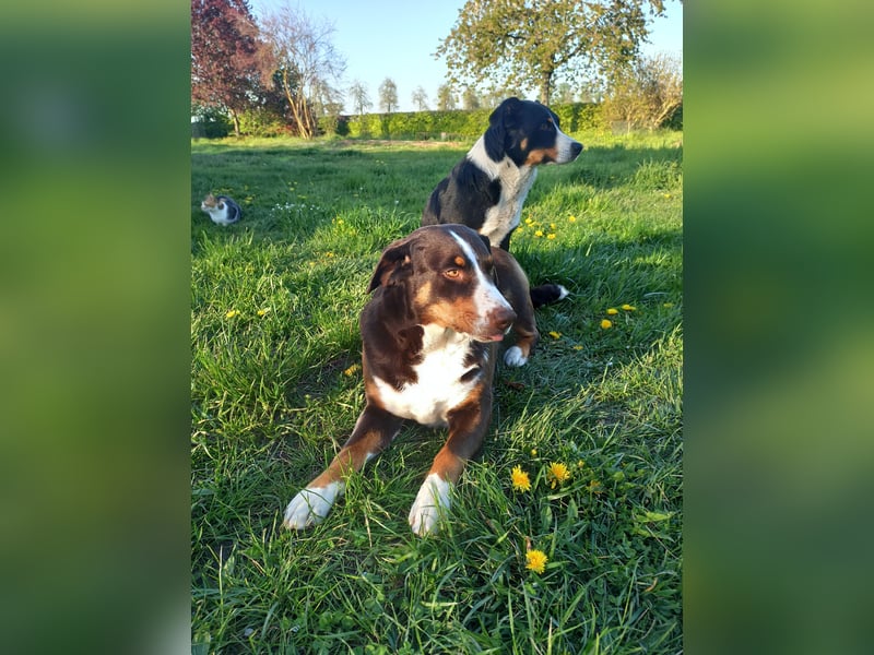 Appenzeller Sennenhund Welpen
