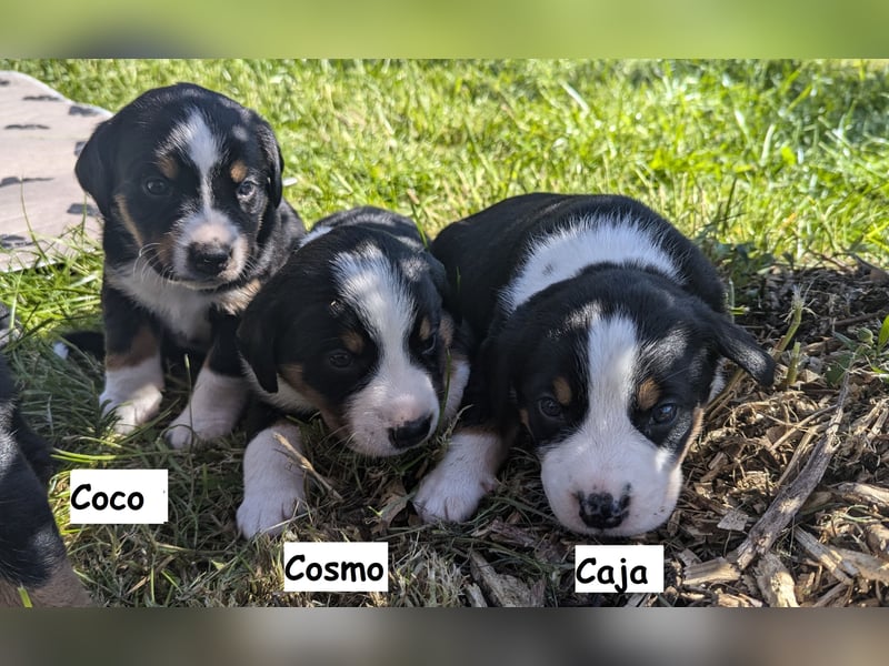 Appenzeller Sennenhund Welpen