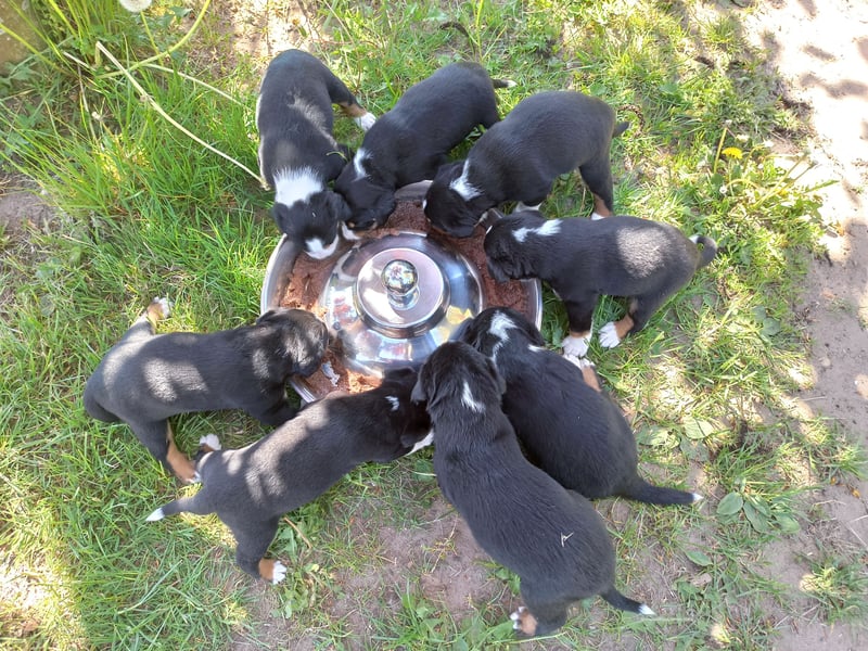 Appenzeller Sennenhund Welpen
