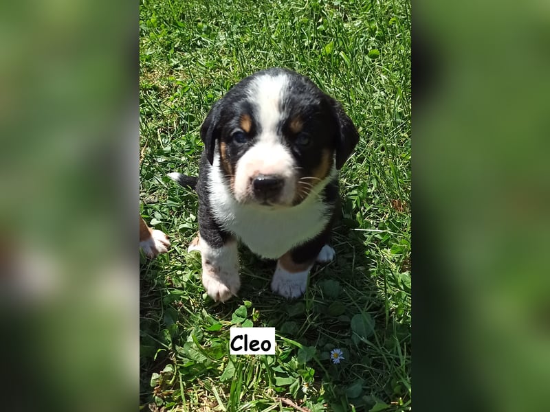 Appenzeller Sennenhund Welpen