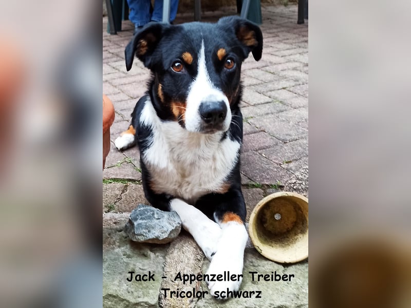 Appenzeller Sennenhund Welpen