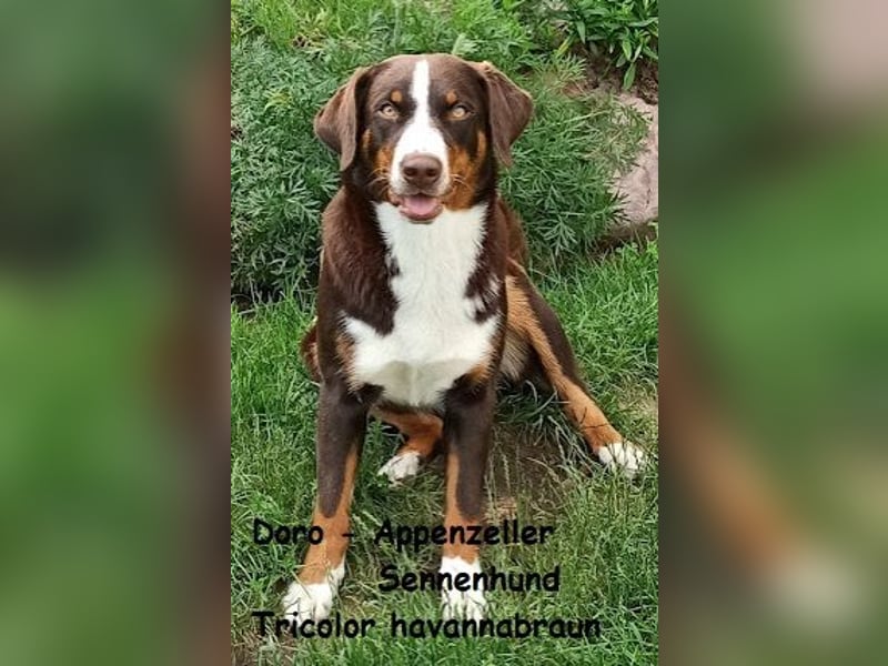 Appenzeller Sennenhund Welpen