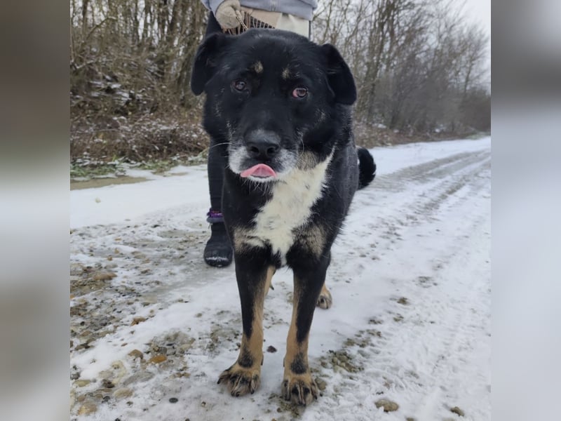 Rosie ein Engel auf Erden