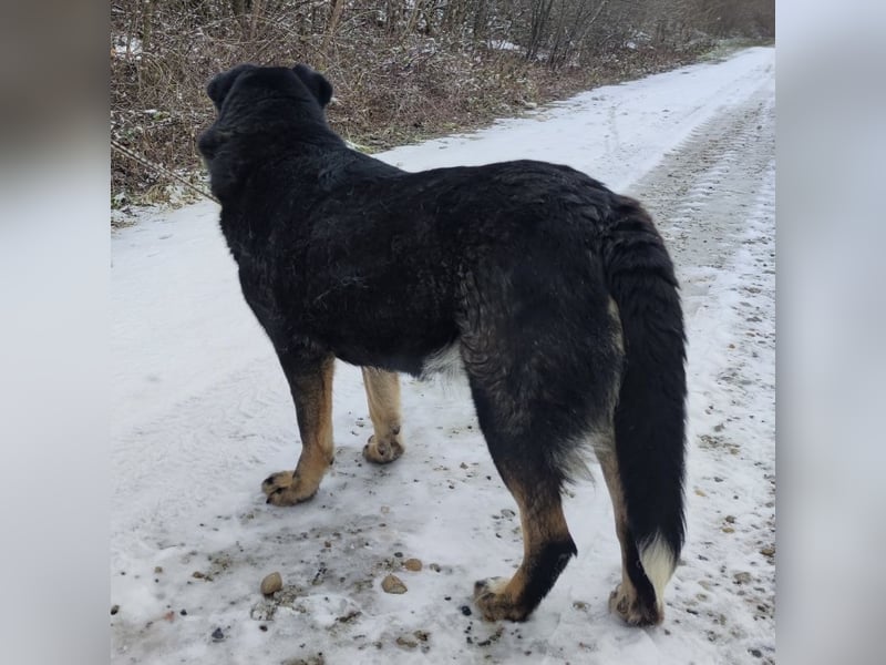 Rosie ein Engel auf Erden
