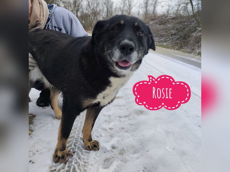Rosie ein Engel auf Erden