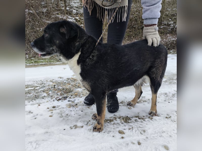 Rosie ein Engel auf Erden