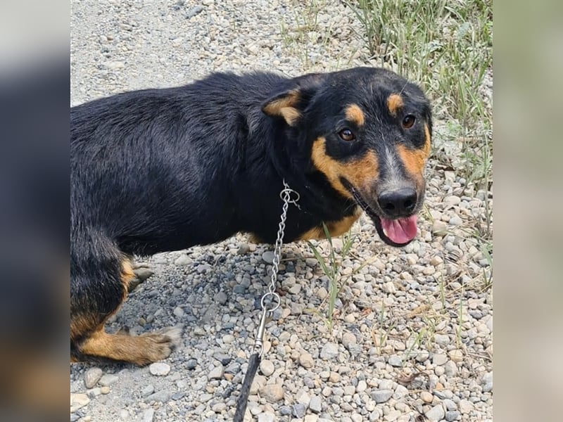 Tomo ein Hund der zum Lachen bringt